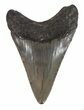 Juvenile Megalodon Tooth - South Carolina #48868-1